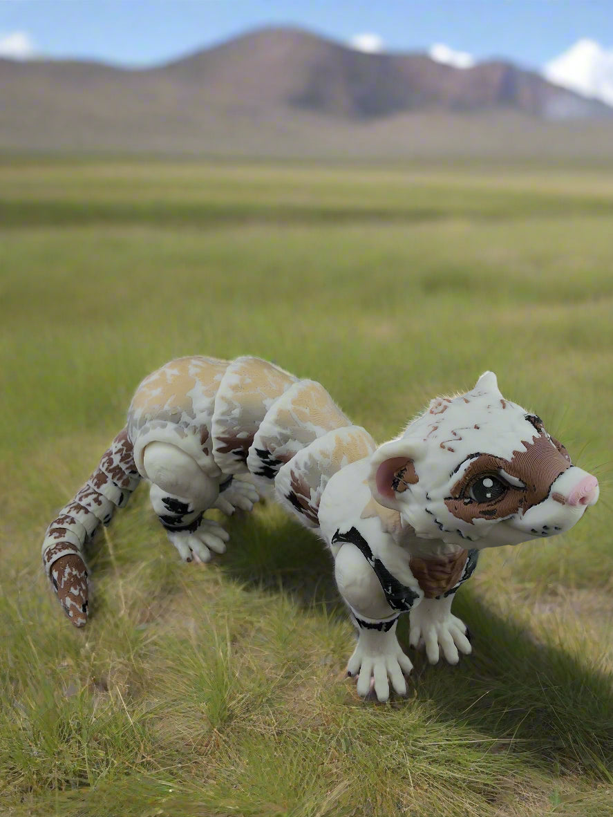 Ferret