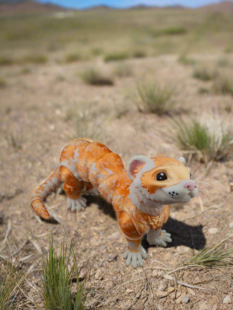 Ferret