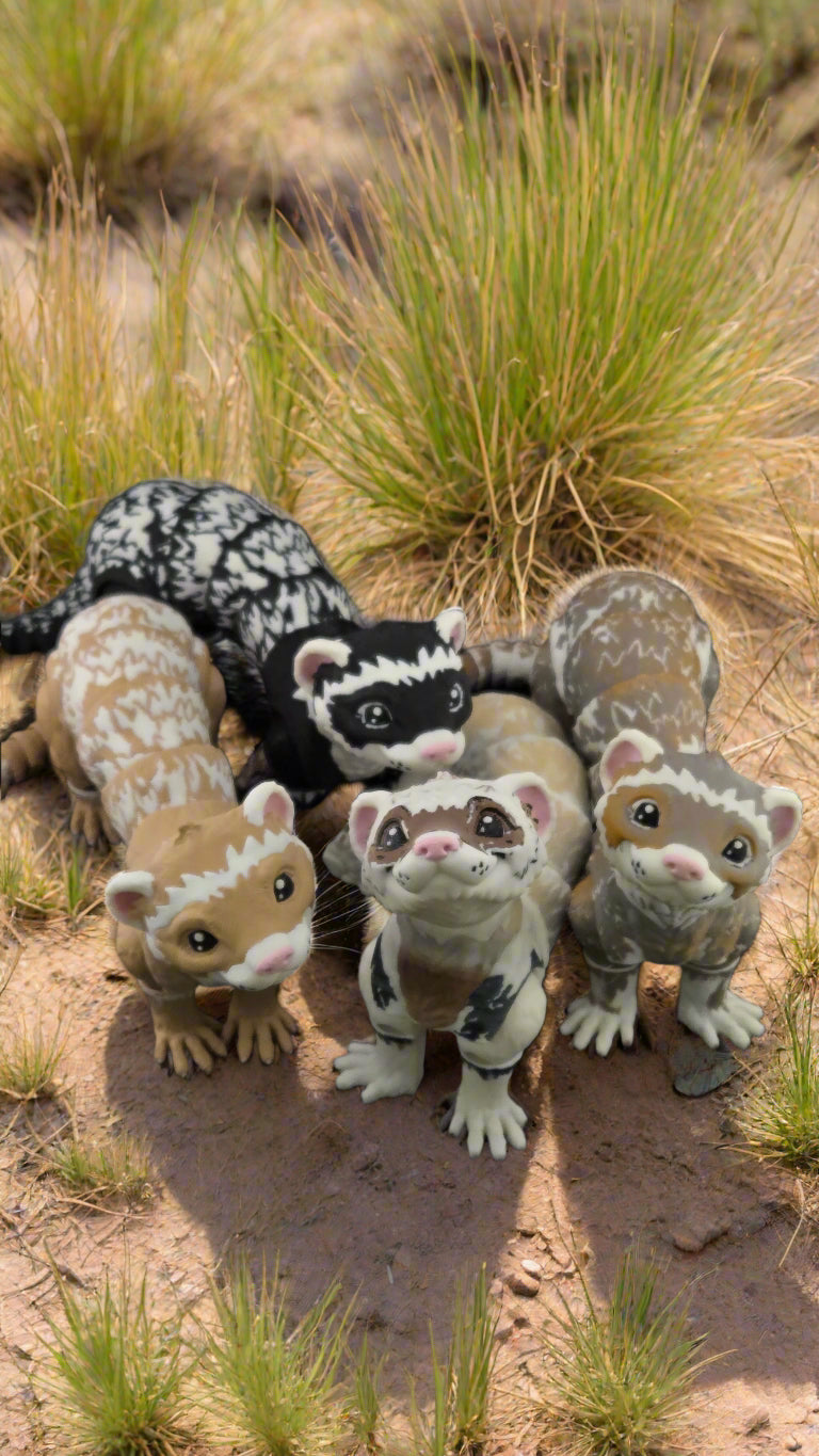 Ferret